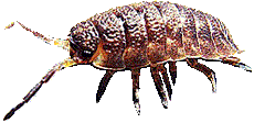 Asseln