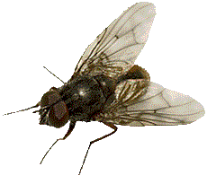 Fliegen