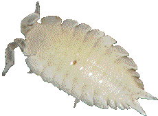 weisse Asseln