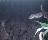 Pantherchamäleonweibchen Gertrut