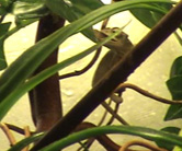 Pantherchamäleonweibchen Gertrut