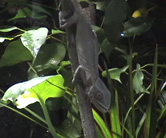 Pantherchamäleonweibchen Gertrut