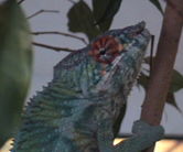 Pantherchamäleon Sancho balzt um ein Pantherchamäleonweibchen