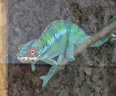 Pantherchamäleon Sancho bei Sichtung eines weiblichen Pantherchamäleons