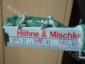 Jemenchamäleon mit zwei Monaten bei der Häutung