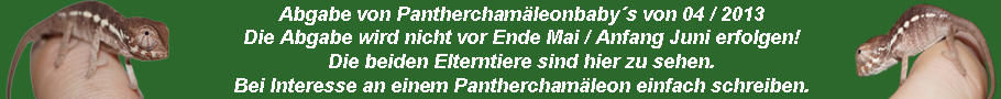 Abgabe von Pantherchamäleons