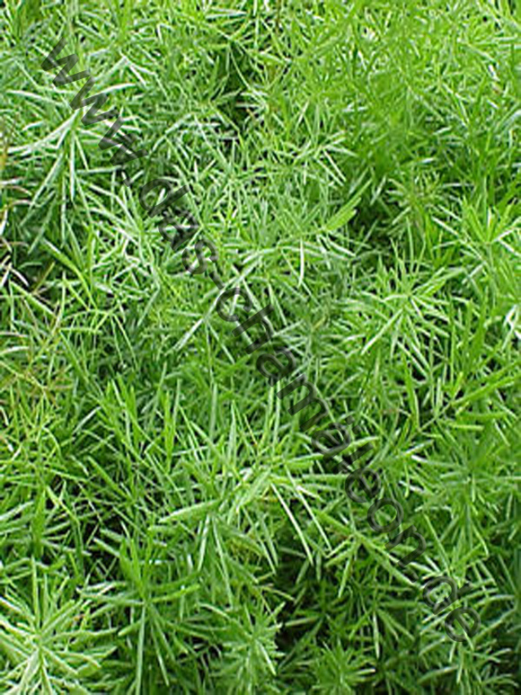 Asparagus
