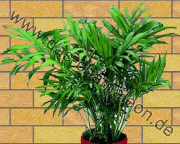 Bergpalme oder Chamaedorea elegans
