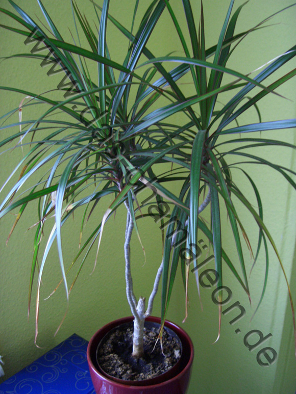 Dracena oder auch Drachenpalme