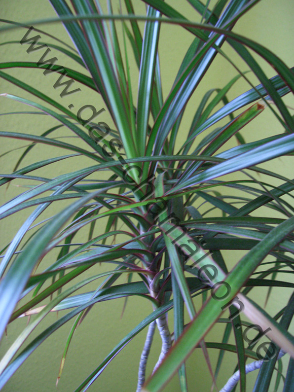 Dracena oder auch Drachenpalme in der Nahaufnahme