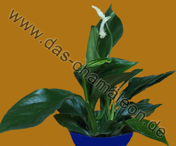 Einblatt oder Spathiphyllum wallisii
