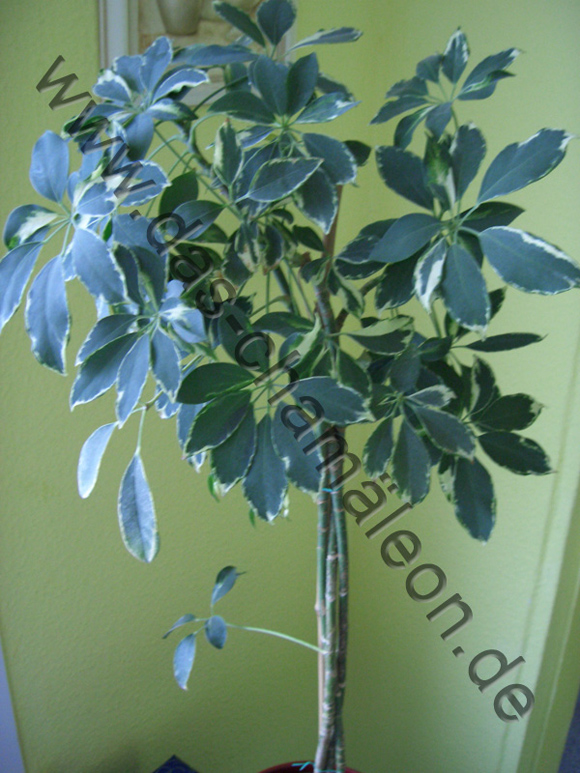 Schefflera oder auch Strahlenaralie
