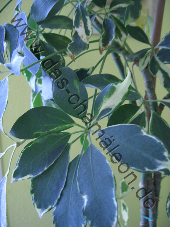 Schefflera oder auch Strahlenaralie in der Nahaufnahme