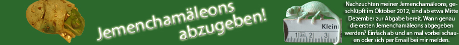Nachzucht von Jemenchamäleons abzugeben